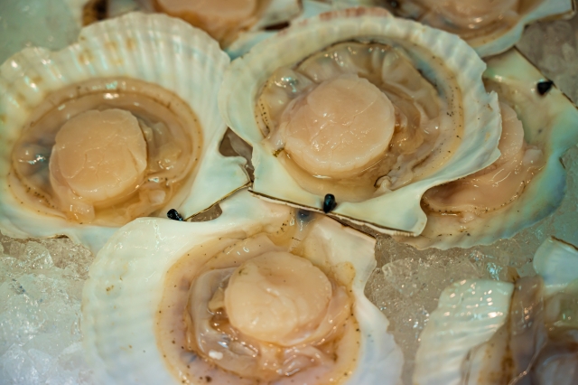 オホーツクのホタテ