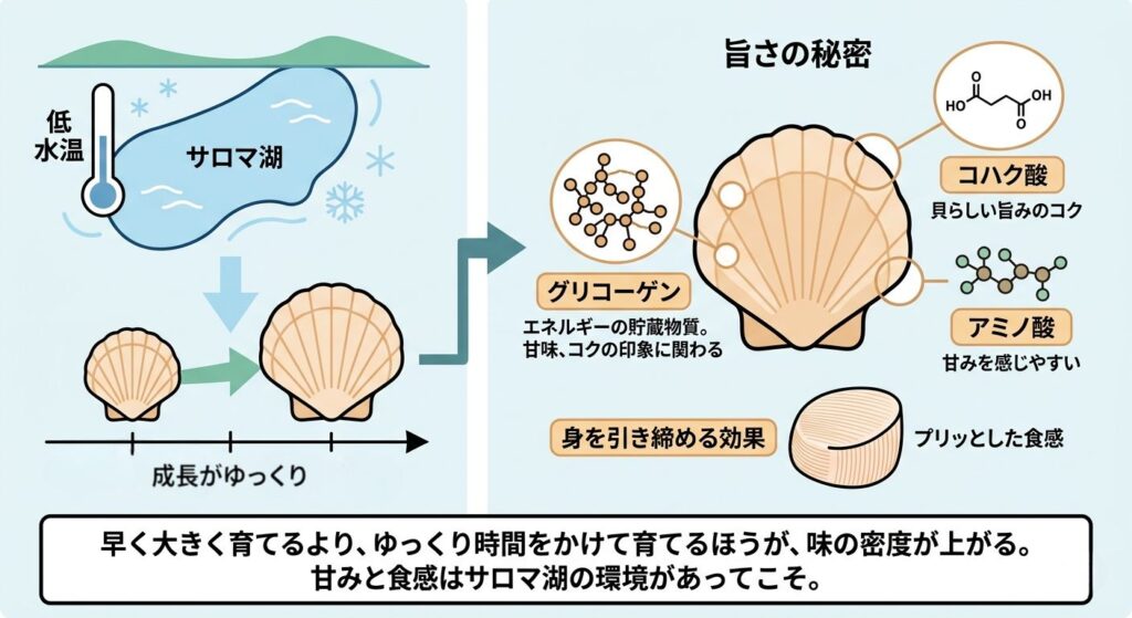 サロマ湖の低水温がホタテのグリコーゲンやコハク酸を増やし、旨みと食感を高める仕組みの解説図解