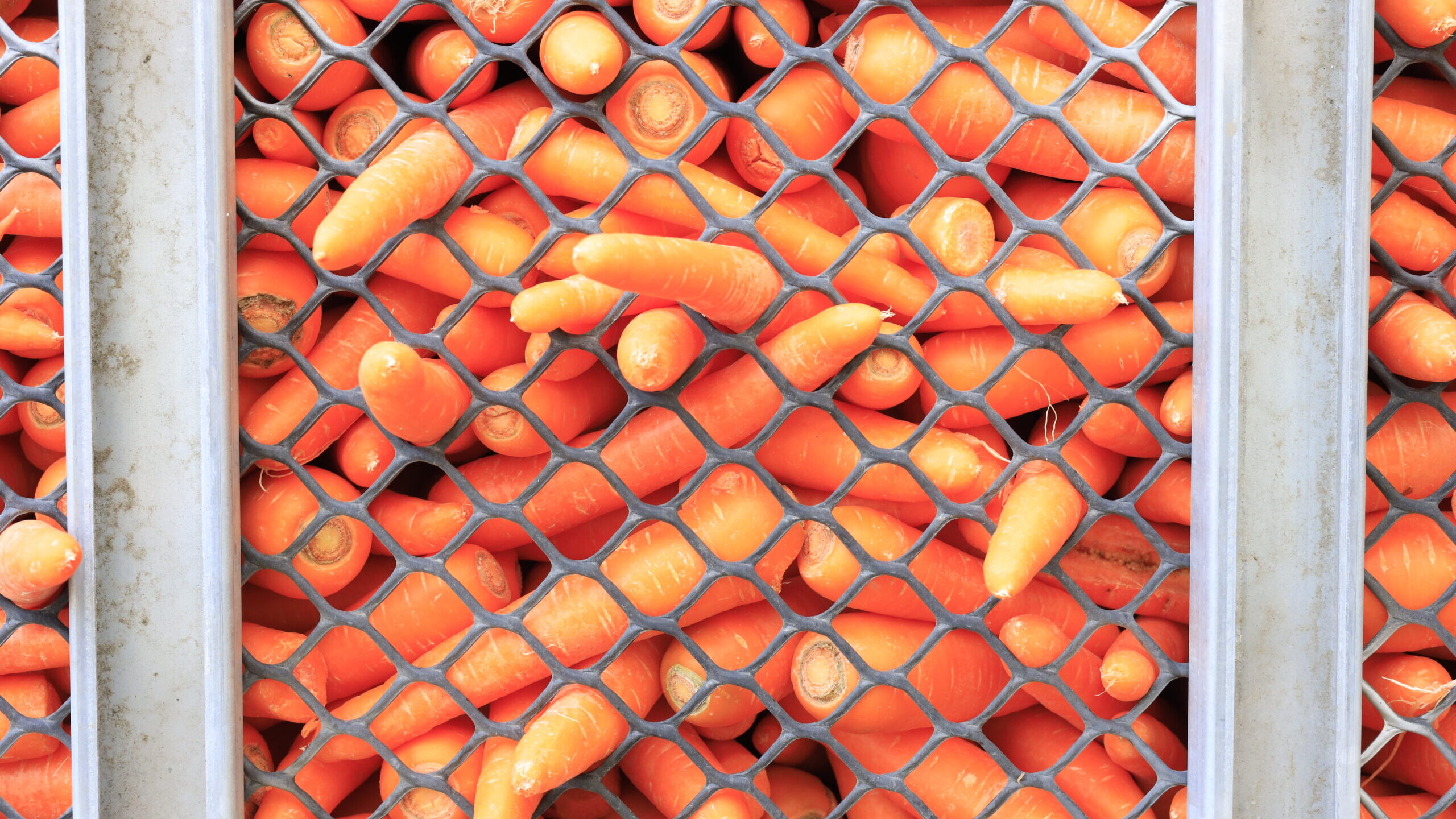 オホーツクのにんじん