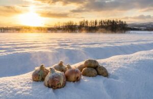 冬のオホーツクの畑